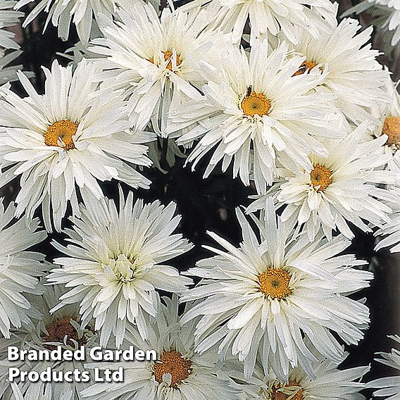 Best Value Rainbow Perennial Collection